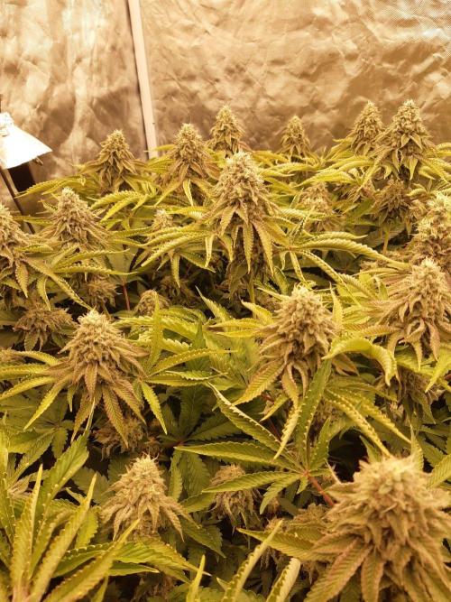Living soil fast buds photos. Week 14