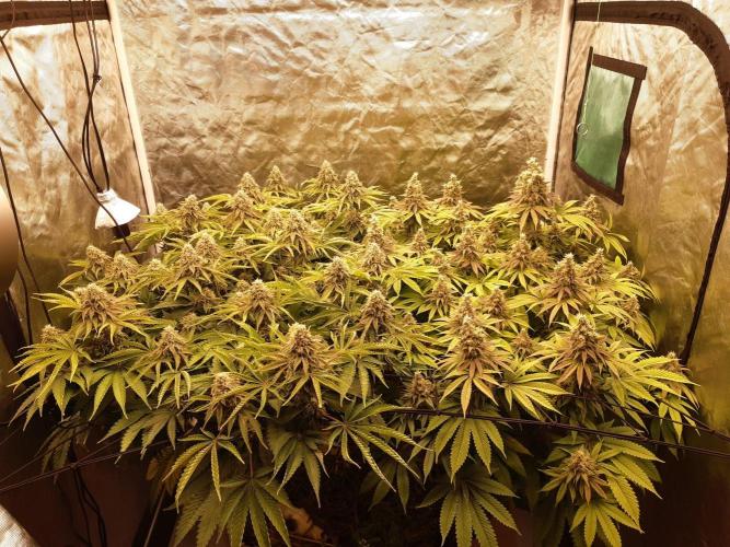 Living soil fast buds photos. Week 14