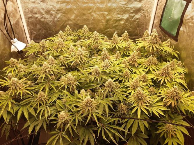 Living soil fast buds photos. Week 14