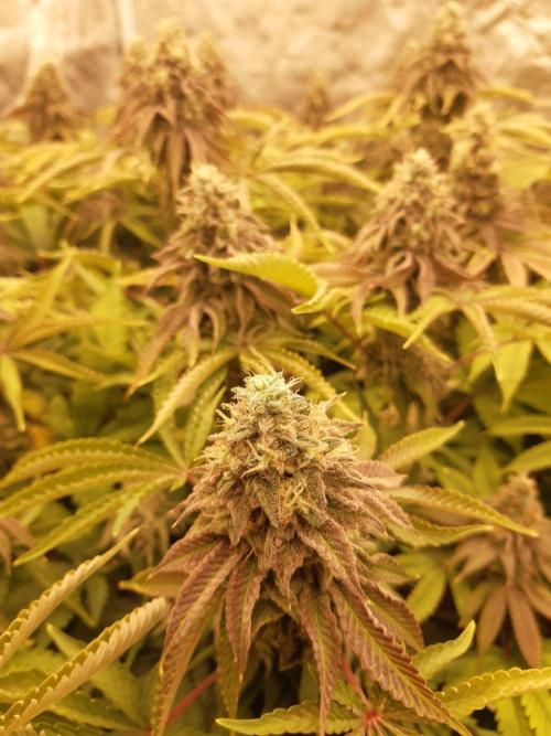 Living soil fast buds photos. Week 15