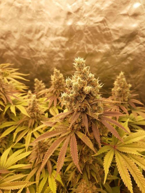 Living soil fast buds photos. Week 15