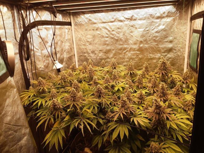 Living soil fast buds photos. Week 15