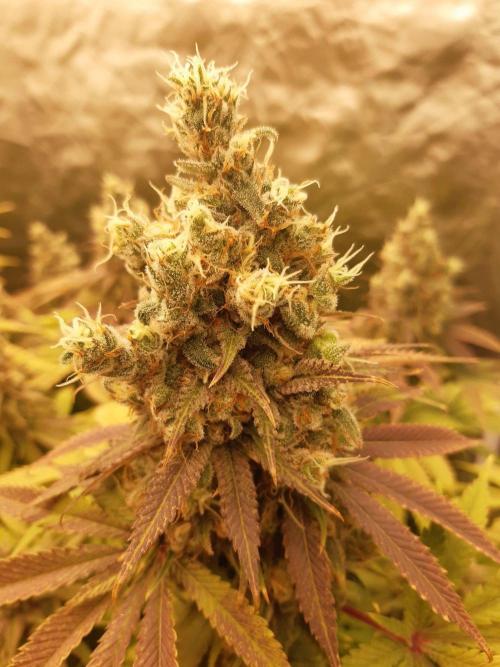 Living soil fast buds photos. Week 15