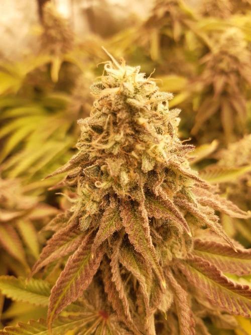 Living soil fast buds photos. Week 15