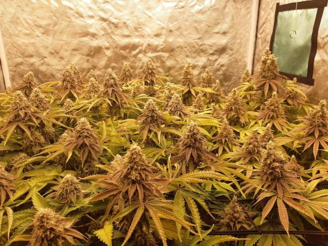 Living soil fast buds photos. Week 15