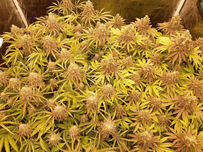 Living soil fast buds photos. Week 15