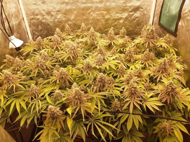 Living soil fast buds photos. Week 15
