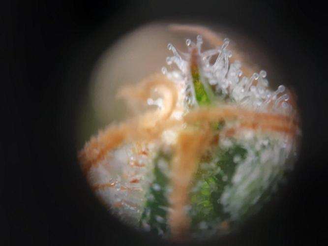 Living soil fast buds photos. Week 16