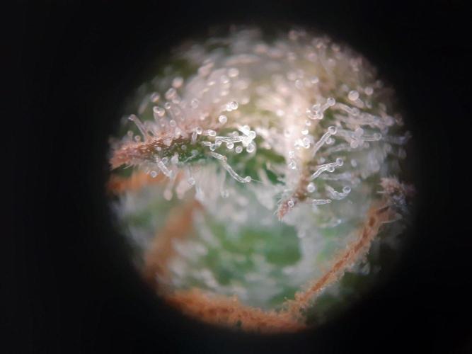 Living soil fast buds photos. Week 16