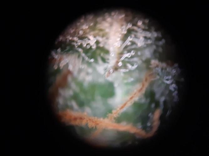 Living soil fast buds photos. Week 16