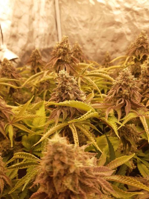 Living soil fast buds photos. Week 16
