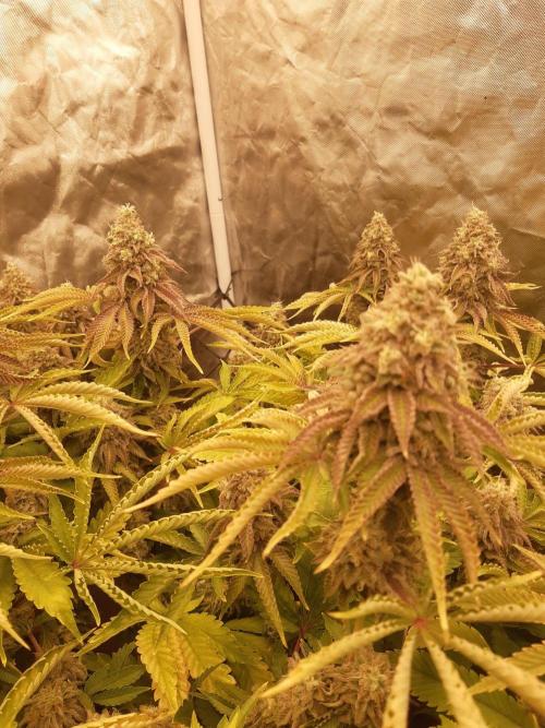 Living soil fast buds photos. Week 16