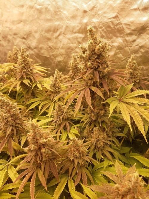 Living soil fast buds photos. Week 16