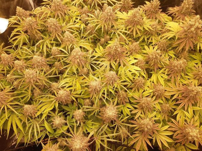 Living soil fast buds photos. Week 16