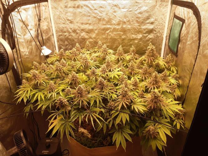 Living soil fast buds photos. Week 16