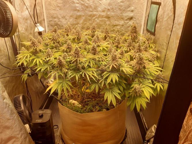 Living soil fast buds photos. Week 16