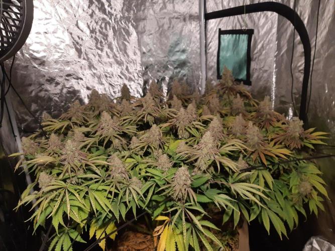 Living soil fast buds photos. Week 17