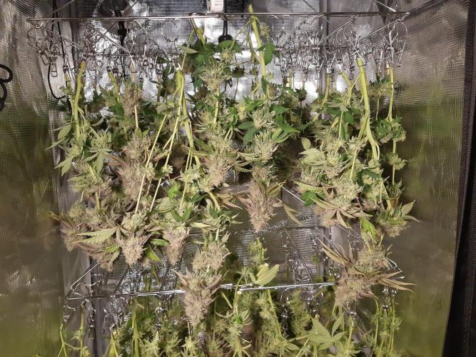 Living soil fast buds photos. Week 17