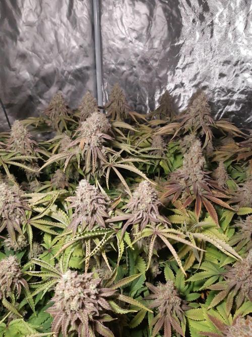 Living soil fast buds photos. Week 17