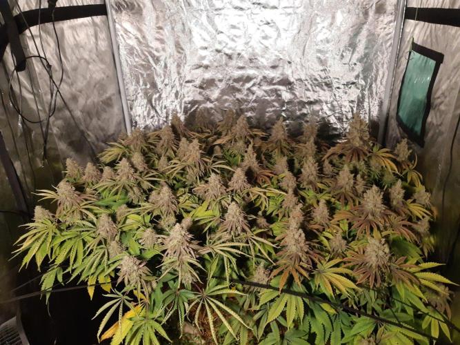 Living soil fast buds photos. Week 17