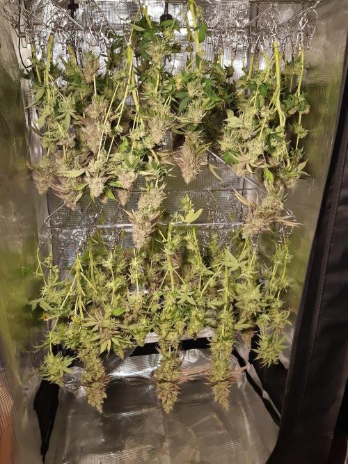 Living soil fast buds photos. Week 17