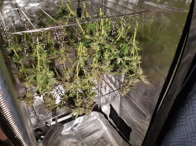 Living soil fast buds photos. Week 17