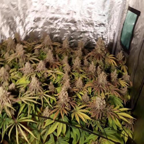Living soil fast buds photos