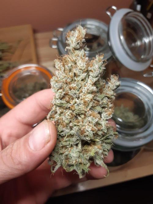 Living soil fast buds photos. Week 17