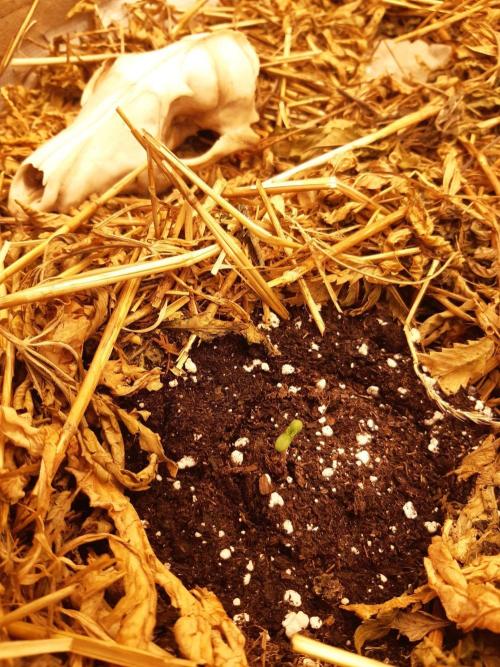 Gary sherbert living soil. Week 0