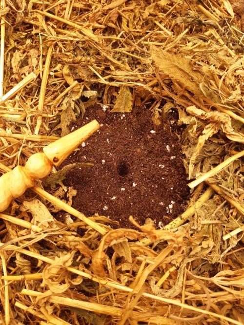Gary sherbert living soil. Week 0
