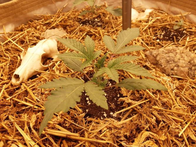 Gary sherbert living soil. Week 2
