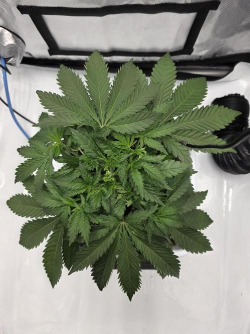 KC Lobster Bisque. Week 2