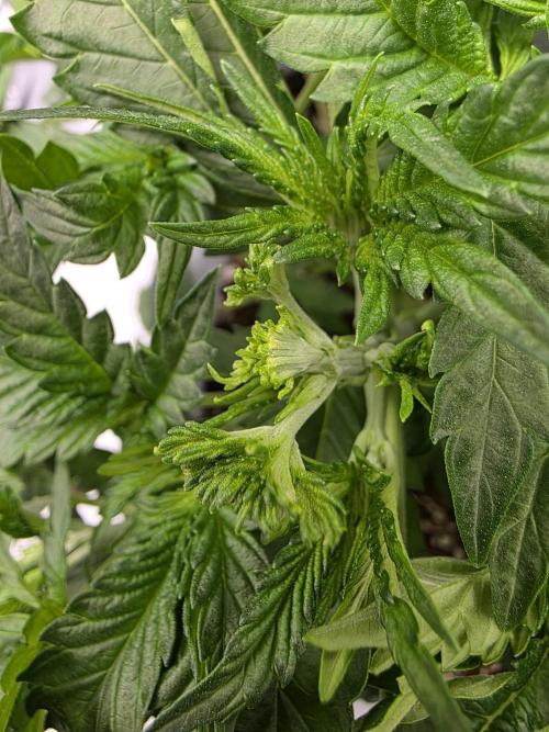 KC Lobster Bisque. Week 2