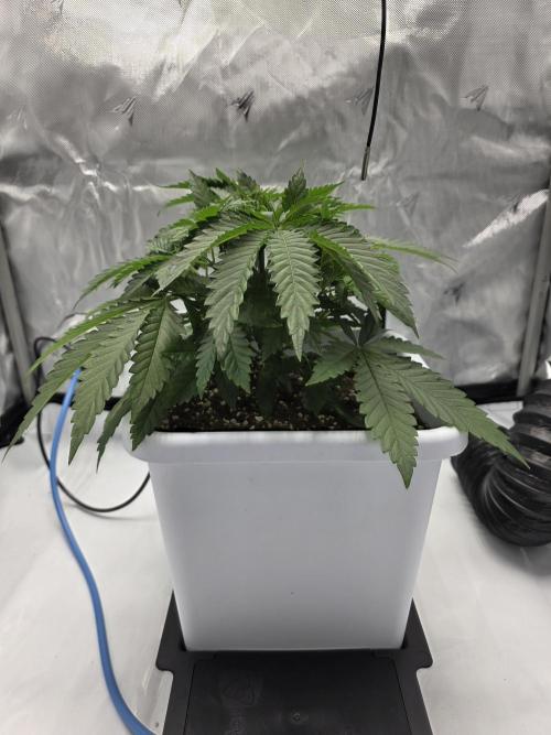 KC Lobster Bisque. Week 2