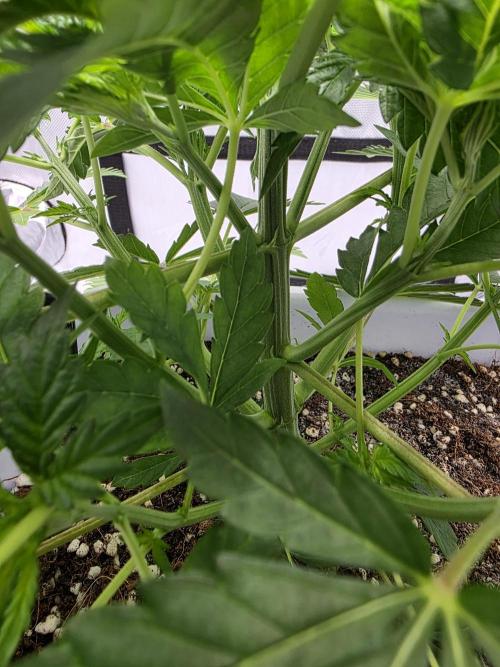 KC Lobster Bisque. Week 2