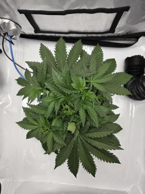 KC Lobster Bisque. Week 3