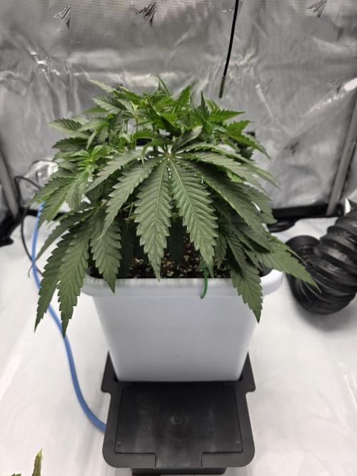 KC Lobster Bisque. Week 3