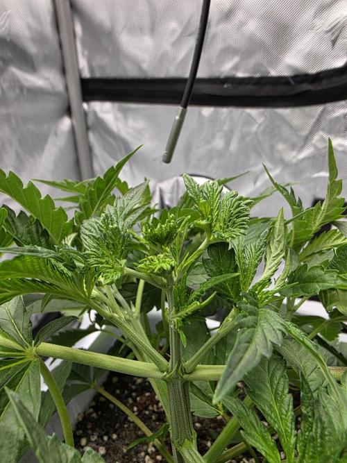 KC Lobster Bisque. Week 3