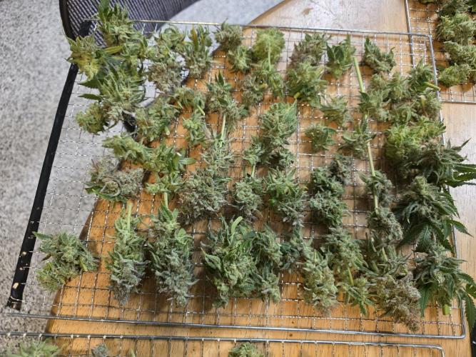 KC Lobster Bisque. Week 13