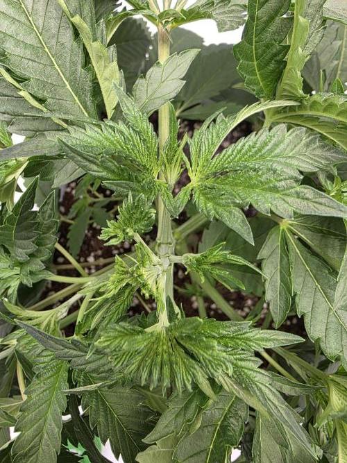 KC Lobster Bisque. Week 3