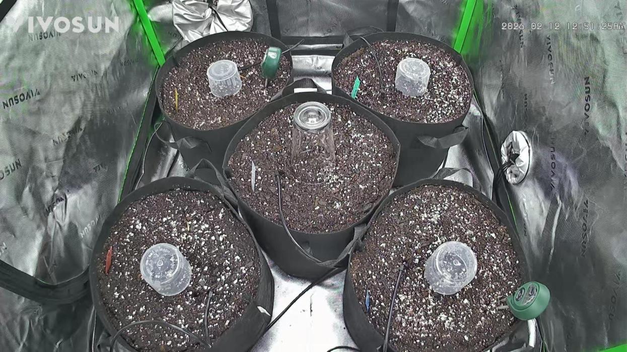 Vivosun 1st run. Week 0 - Lights on seventy five until sprut