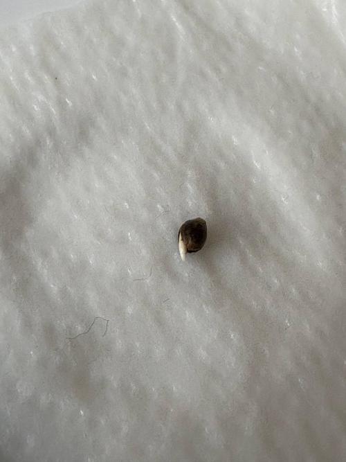 Bubble kush auto @ rql. Week 0 - very start