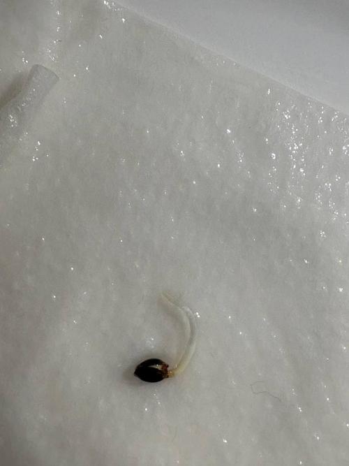 Bubble kush auto @ rql. Week 0 - ready for planting