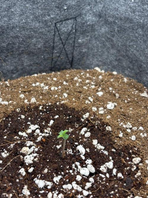 Bubble kush auto @ rql. Week 0 - end of the week