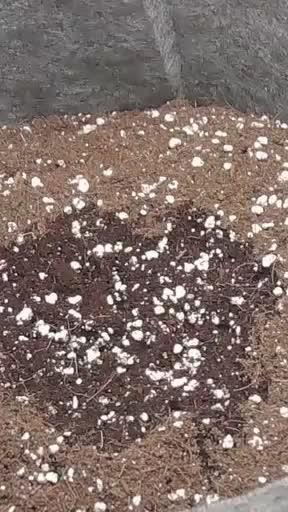 Bubble kush auto @ rql