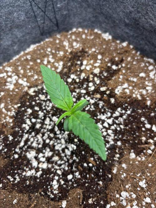 Bubble kush auto @ rql. Week 1