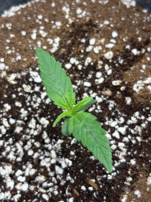 Bubble kush auto @ rql. Week 1 - 3.02.2026