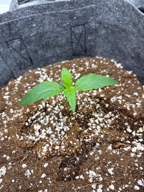Bubble kush auto @ rql. Week 1 - 4.02.2026