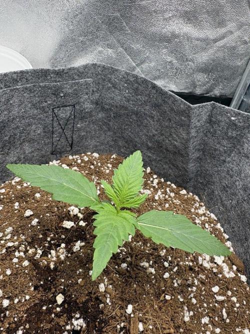 Bubble kush auto @ rql. Week 1 - 5.02.2026