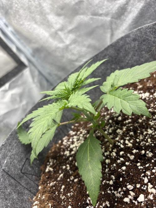 Bubble Kush Automatic. Week 3